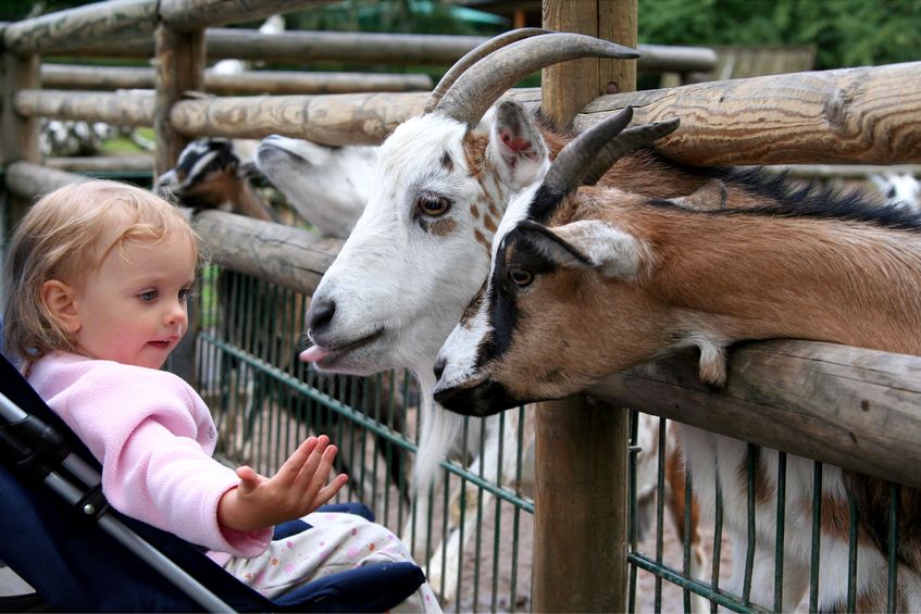 toddler petting goats